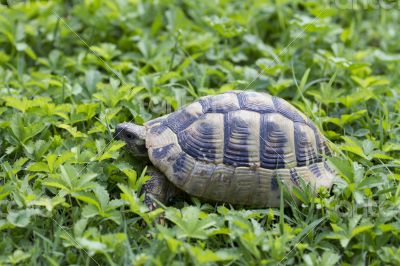 Brown turtle creeps on green grass sunny summer afternoon.