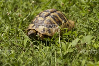 Brown turtle creeps on green grass sunny summer afternoon.