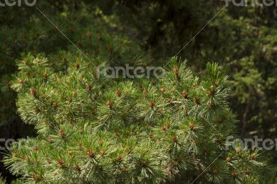 Green spruce branches with cones in the mountains of Bulgaria.