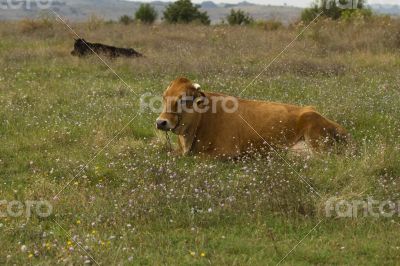 Red bull grazing in the meadow on summer day.