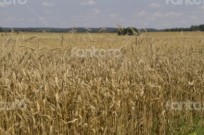 Field of ripe wheat at sunny summer day