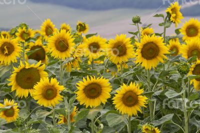 Large and bright sunflowers on the field. 