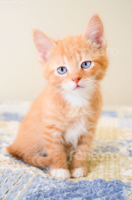 Cute orange kitten sitting on a blue and yellow quilt