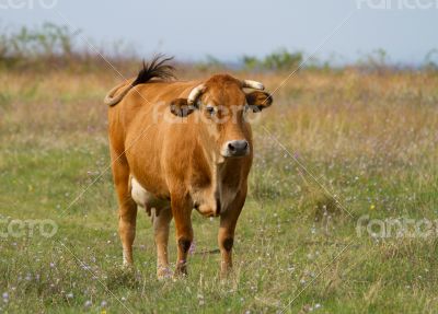 Horse and cow on the field against cloudy sky. 