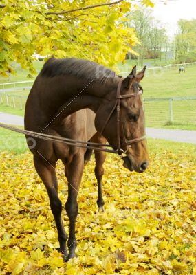 Horse in Pasture