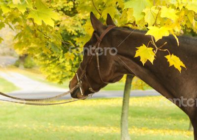 Peek a Boo Horse