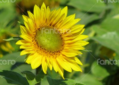 Young Sunflower
