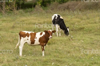 Cows with black spots grazing on the meadow.