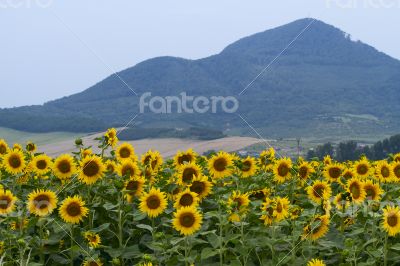 Large and bright sunflowers on the field. 