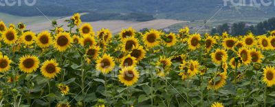 Large and bright sunflowers on the field. 