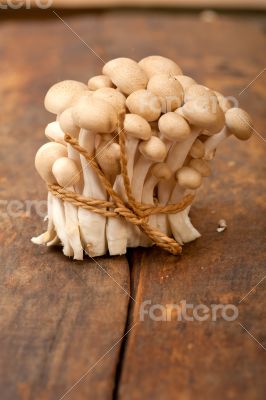 fresh wild mushrooms