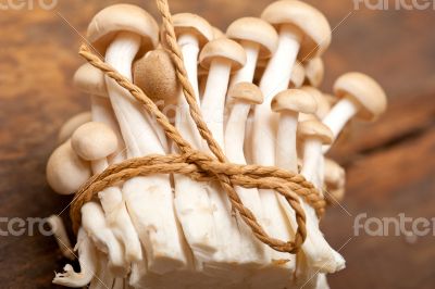 fresh wild mushrooms