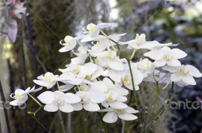 Beautiful white orchid - phalaenopsis