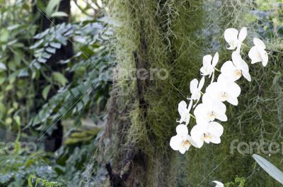 Beautiful white orchid - phalaenopsis 
