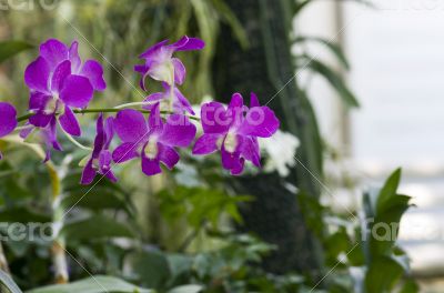 Beautiful purple orchid - phalaenopsis 