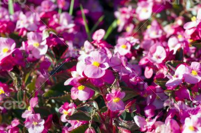 pink Begonia