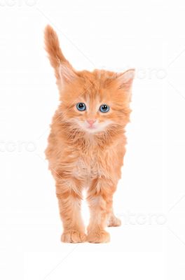 Sad looking ginger kitten with a white background