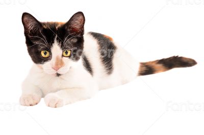 Adorable calico kitten laying on white background