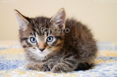 Adorable Tabby Kitten on Blue and Yellow Quilt