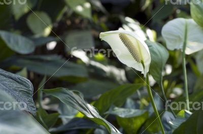 White anthurium flowers over tropical forest
