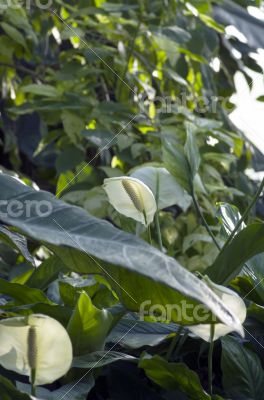 White anthurium flowers over tropical forest