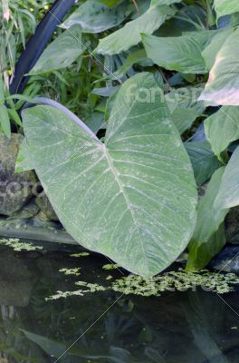 green plants in tropical forest 