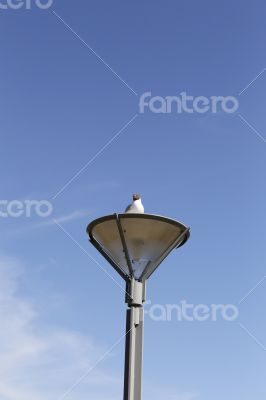 Bird on a lamp post