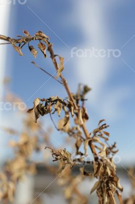 Wilted plant