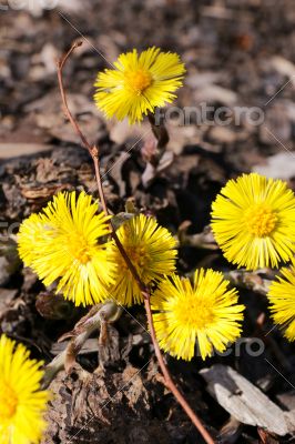 Yellow flowers