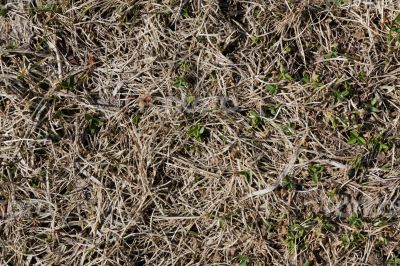 Small green plants