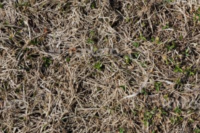 Small green plants