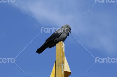 Crow sitting