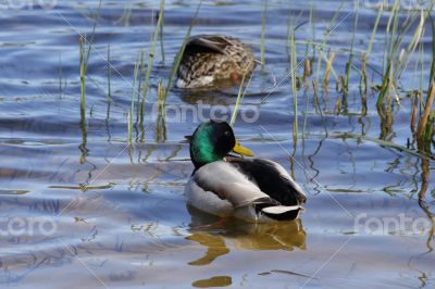 Swimming duck