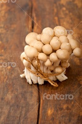 fresh wild mushrooms