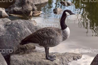 Canada Goose