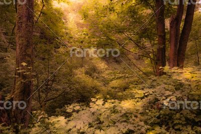 Beautiful Dense Forest