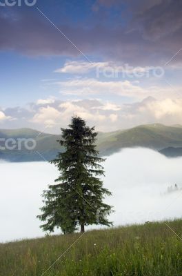 evening mountain plateau landscape (Carpathian, Ukraine) 
