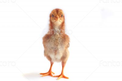 Baby chicken - Stock Image