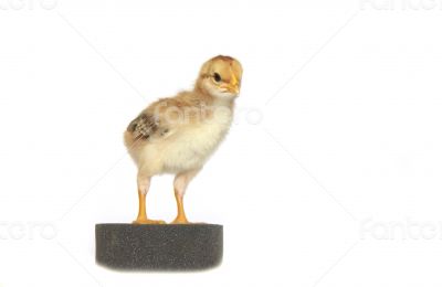 Baby chicken - Stock Image