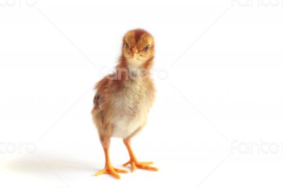 Baby chicken - Stock Image