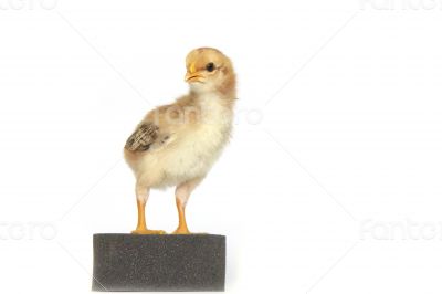 Baby chicken - Stock Image