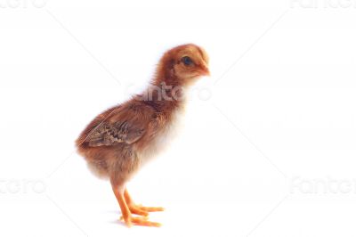 Baby chicken - Stock Image