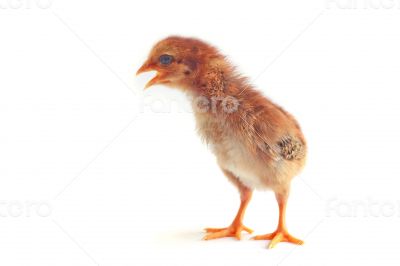 Baby chicken - Stock Image