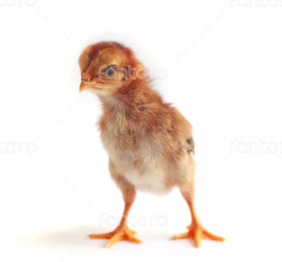 Baby chicken - Stock Image