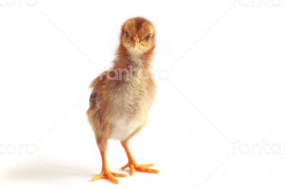 Baby chicken - Stock Image