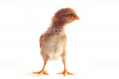 Baby chicken - Stock Image