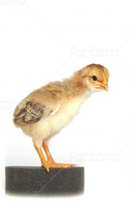 Baby chicken - Stock Image