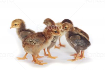 Baby chicken - Stock Image