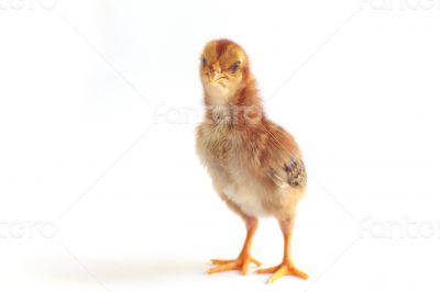 Baby chicken - Stock Image