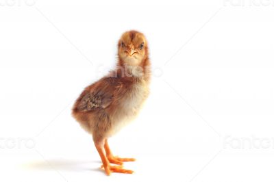 Baby chicken - Stock Image